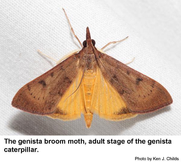 Thumbnail image for Genista Broom Moth / Genista Caterpillar